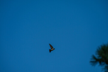 Minimalist Flight: Lone Swallow Against a Clear Blue Sky