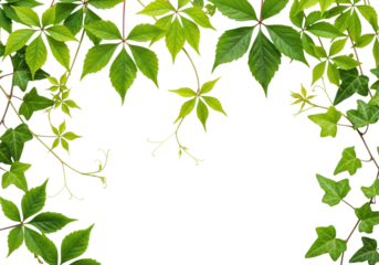 Lush vibrant green foliage, climbing vines, ivy-like leaves with dew drops, intricately veined, forming an organic frame on a pristine transparent studio background with central copy space, high-key