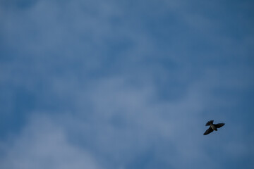 Freedom Defined: A Single Swallow Soaring in the Sun