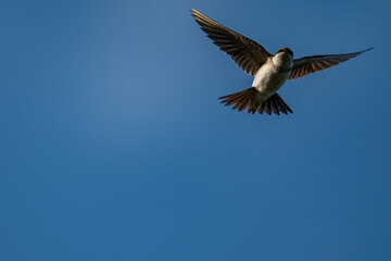 Avian Majesty: Close-up of a Soaring Swallow in a Clear Blue Sky