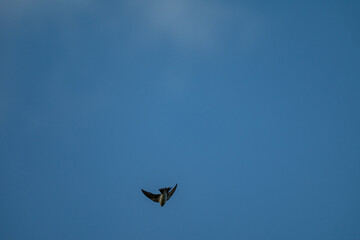 Freedom Defined: A Single Swallow Soaring in the Sun