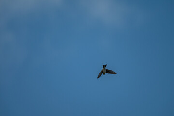 Freedom Defined: A Single Swallow Soaring in the Sun