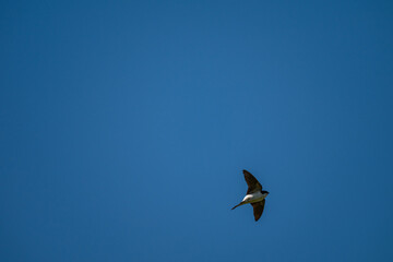 Soaring Upward: A Swallow's Ascent into the Blue