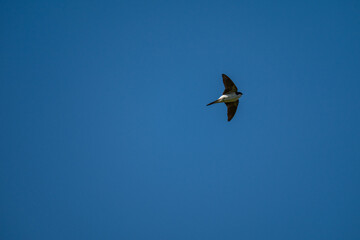 Soaring Upward: A Swallow's Ascent into the Blue