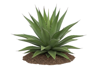 Agave plant with sharp leaves isolated on transparent background