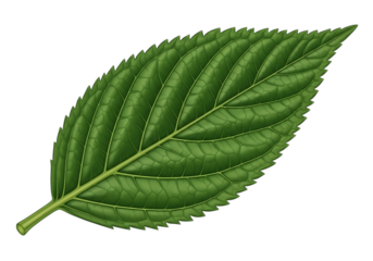 Detailed green leaf with intricate veins isolated on transparent background