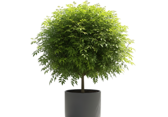 Small round tree in a pot isolated on transparent background