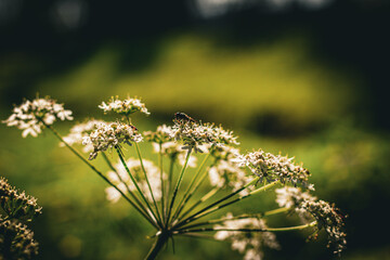close up of a pine needles