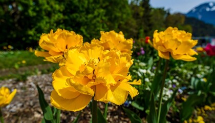 Obraz premium Vibrant yellow tulips in a garden setting