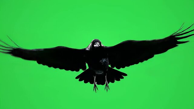Black vector silhouette of a wild eagle in flight with outstretched wings