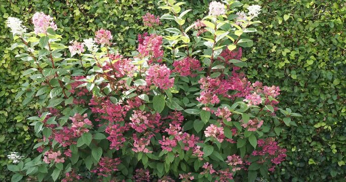 An ornamental shrub of Panicled hydrangea (Hydrangea paniculata) with spectacular bloom large cone-shaped panicles of flowers turning reddish-pink as they mature
