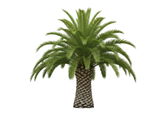 Majestic date palm tree isolated on transparent background, green leaves