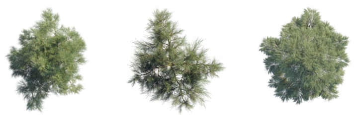 Acacia Tortilis Tree plan top view 4k cutout transparent
