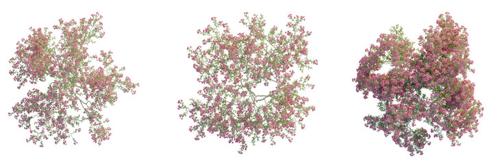 Oleander Tree plan top view 4k cutout transparent