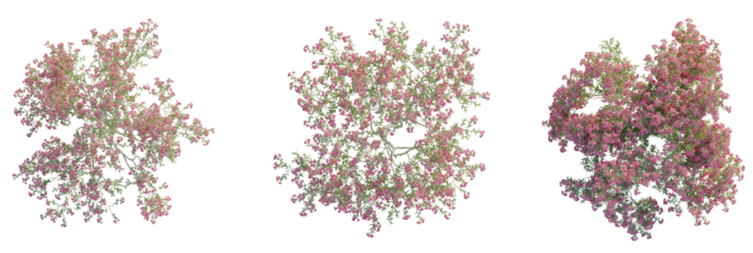 Oleander Tree plan top view 4k cutout transparent