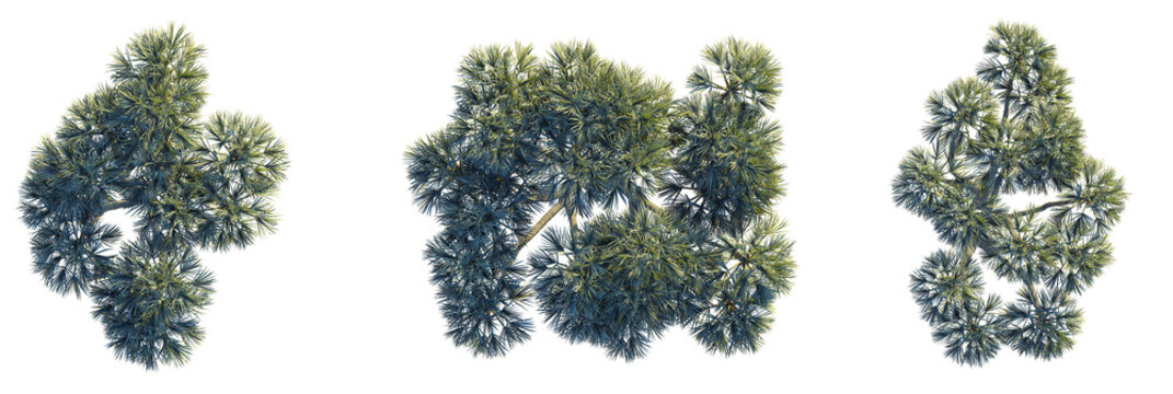 Hyphaene Thebaica Tree plan top view 4k cutout transparent
