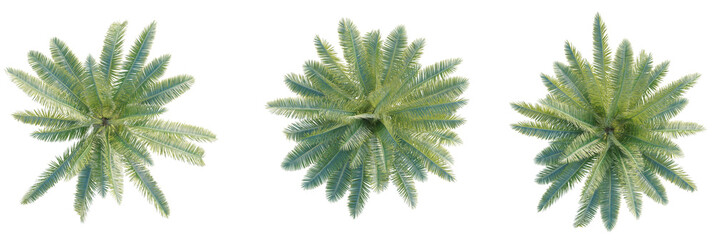 Phoenix canariensis palm Tree plan top view cutout transparent background