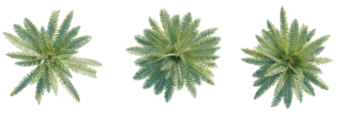 Phoenix canariensis palm Tree plan top view cutout transparent background