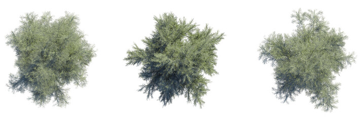 Tamarix Aucheriana Tree plan top view 4k cutout transparent © DH Tree Stock