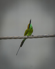 Asian Green Bee-eater