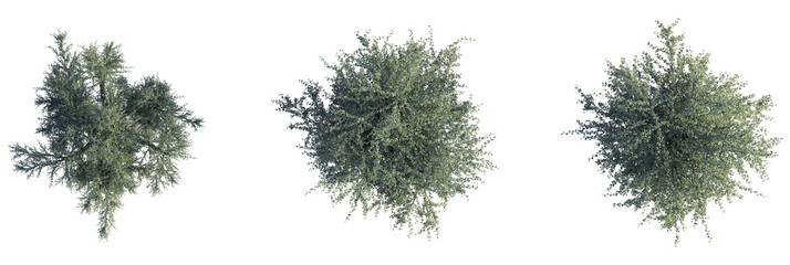 Balanites aegyptiaca Tree plan top view 4k cutout transparent