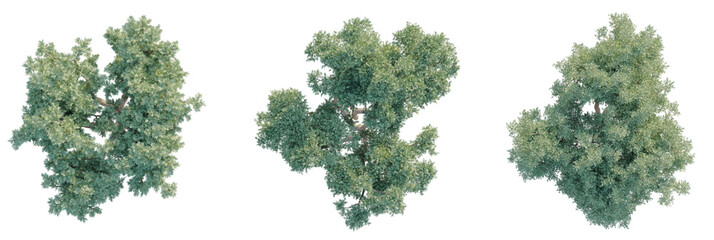 Cupressus sempervirens Tree plan top view cutout transparent background