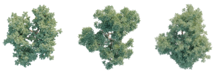 Cupressus sempervirens Tree plan top view cutout transparent background