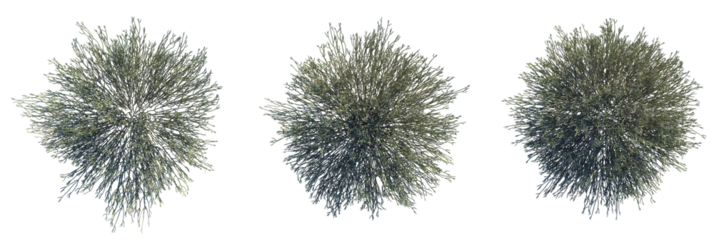 Euphorbia Larica Tree plan top view 4k cutout transparent