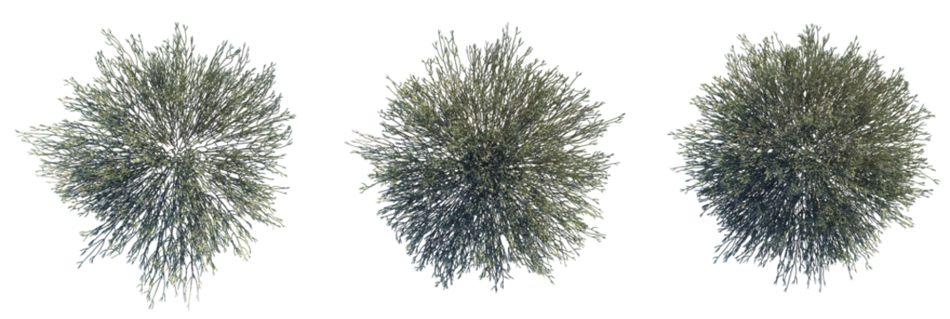 Euphorbia Larica Tree plan top view 4k cutout transparent