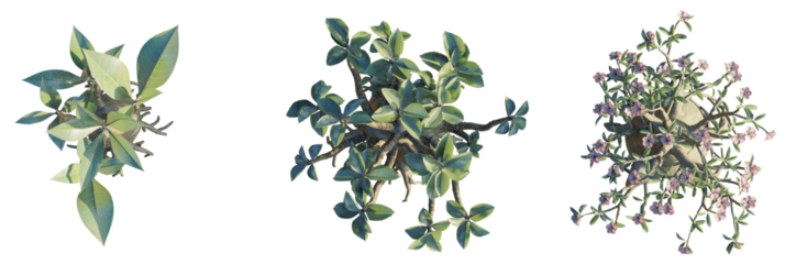 Adenium arabicum Tree plan top view 4k cutout transparent