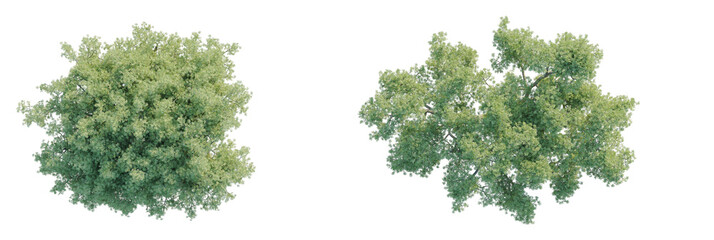Tamarisk tree Tree plan top view 4k cutout transparent