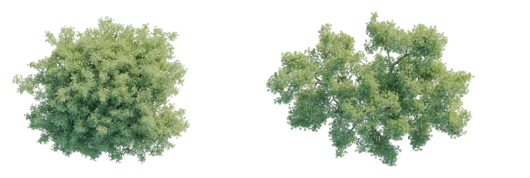 Tamarisk tree Tree plan top view 4k cutout transparent