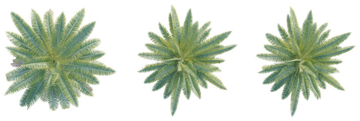 Phoenix canariensis palm Tree plan top view cutout isolate on white background © DH Tree Stock