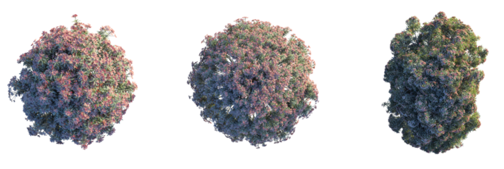 Nerium Oleander Tree plan top view 4k cutout transparent