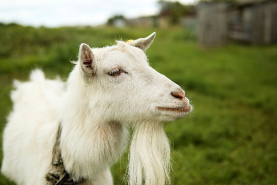 White Goat with Beard in Green Pasture
