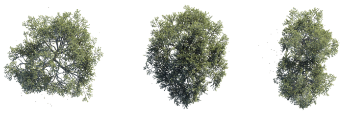 Black Mangrove Tree plan top view 4k cutout transparent