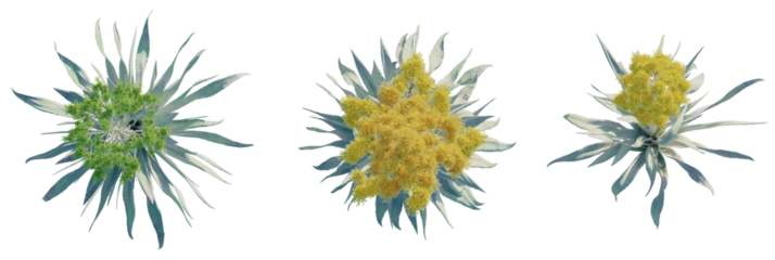 Agave americana Tree plan top view cutout isolate on white background