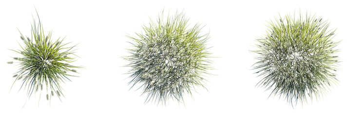 Pennisetum divisum Tree plan top view 4k cutout transparent © DH Tree Stock