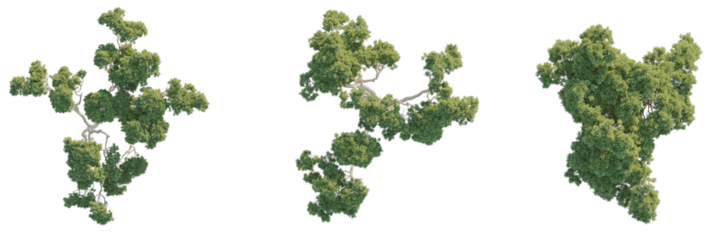 Stone pine Tree 4k top view cutout transparent background