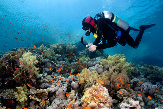 Scuba Diver Exploring Vibrant Coral Reef Teeming With Fish