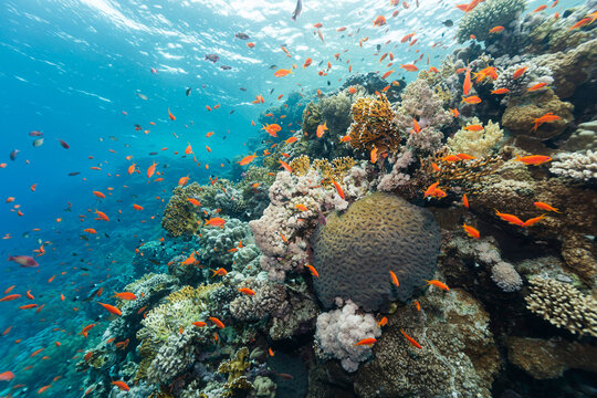 Colorful Coral Reef Teeming With Marine Life in Clear Waters