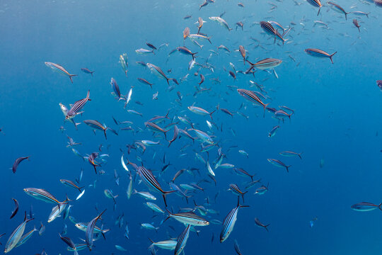School of Fusilier Fish in Blue Sea Water