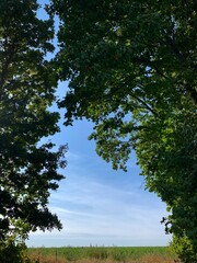 Green tree crowns against a blue sky on a sunny day.