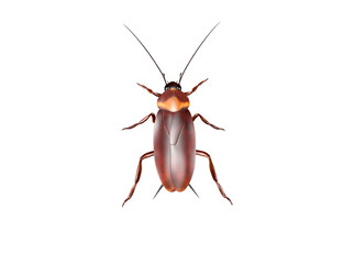  cockroach