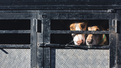 Hunting Dogs Behind Bars in Transport Cage — Animal Welfare Concept