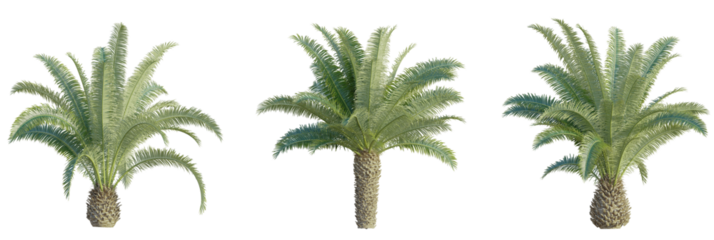 Phoenix canariensis palm Tree 4k cutout transparent