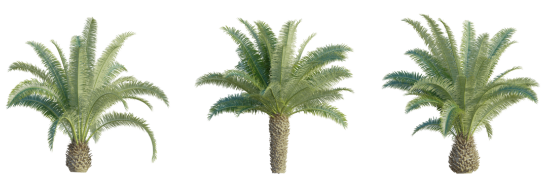 Phoenix canariensis palm Tree 4k cutout transparent