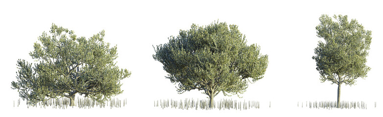 Black Mangrove Tree 4k cutout transparent © DH Tree Stock