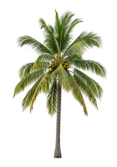 Coconut palm tree with coconuts isolated on transparent background