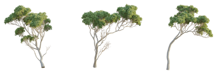 Stone pine Tree 4k cutout transparent, Tree front view 4k isolate cutout